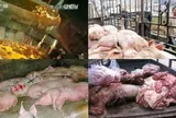 "Đại án" 1.000 tấn thịt lợn bẩn tại Trung Quốc: "Xác thối" hoá kiếp thành dầu ăn, xúc xích, quy trình khiến nhiều người rùng mình