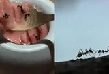 Nhà hàng hai sao Michelin tại Hàn Quốc vướng vòng lao lý vì rắc hàng chục nghìn con kiến vào món tráng miệng độc lạ