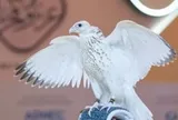 Con chim màu trắng được bán với giá gần 15 tỷ đồng