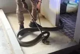 Thót tim cảnh rắn hổ mang chúa "khủng" hơn 3m vắt mình lên mái phòng tắm rình mồi, chủ nhà tá hoả gọi đội cứu hộ