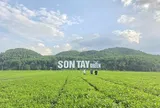 “Đánh thức” tiềm năng cây chè bằng liên kết chuỗi giá trị, gắn với du lịch trải nghiệm