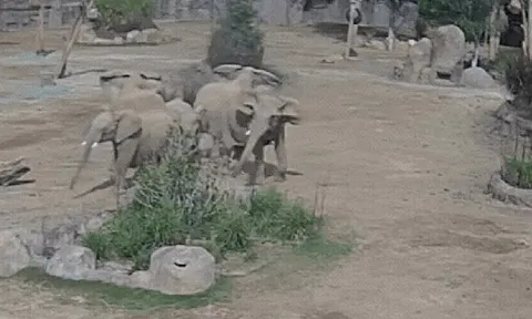 Động đất 5,2 độ richter, đàn voi nhanh chóng quây thành vòng tròn, biết lý do tất cả đều vỡ oà thán phục