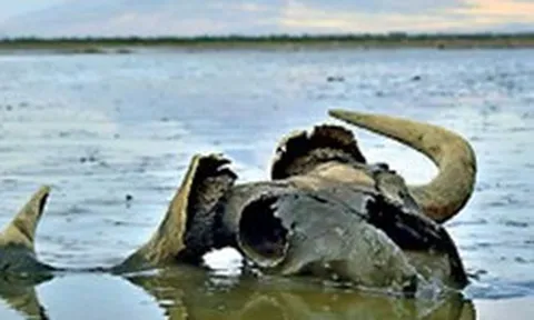 Bí ẩn hồ nước biến mọi sinh vật thành tượng đá ngay khi chạm vào