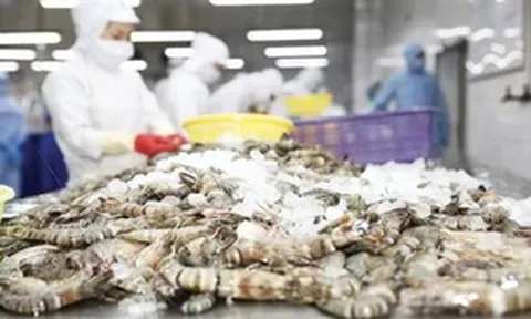 Xuất khẩu tôm đạt 1,5 tỷ USD sau 4 tháng, áp lực cạnh tranh vẫn bủa vây