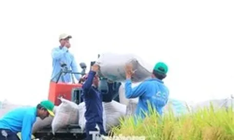 Vì sao vựa nông sản lớn nhất Việt Nam 'đứt gãy' chuỗi giá trị?