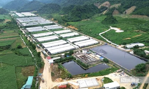 Vụ 5 công nhân tử vong ở trại lợn: 3 công ty chăn nuôi tại xã đều vi phạm về môi trường