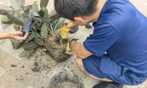 Mua chậu cây cảnh trên mạng với giá hơn 200.000 đồng, nhiều ngày sau chứng kiến cảnh tượng kinh hãi
