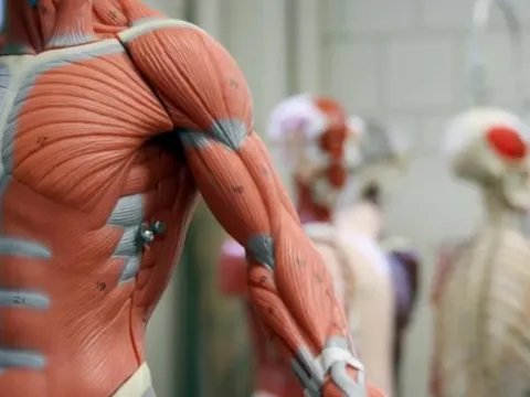 Đại học Harvard đối mặt kiện tụng vì bê bối bán thi thể hiến tặng