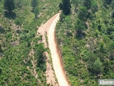 Dừng khai thác hơn 5ha rừng ở Huế do không có hồ sơ pháp lý