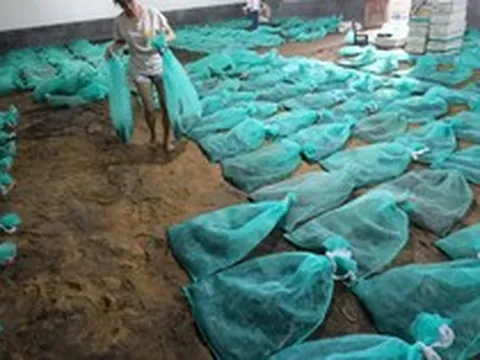 Phát hiện cô gái 9X bỏ phố về quê nuôi 60.000 con vật vừa dài vừa độc, thu nhập gần 4 tỷ đồng mỗi năm