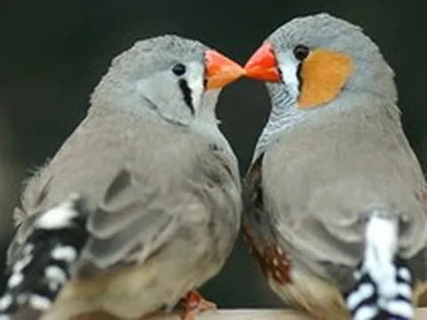 AI đã giải mã được tiếng chim, ngày con người nói chuyện được với động vật sắp đến gần?